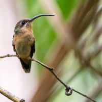 Female Rufous-breasted Hummingbird perched on a thin branch