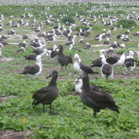 A colony of Black-footed Albatross and Laysan Albatross. Breeding pairs are scatter across a vast field of green vegetation.
