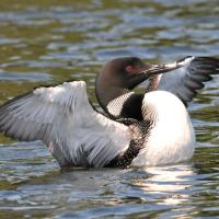 Un colimbo común (Gavia immer) que flexiona sus alas desde el agua