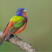 A colorful male Painted Bunting, perching. His feathers are blue, green, red, and yellow against a green background.