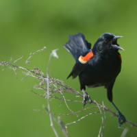 Red-winged Blackbird perches on a thin branch, with beak open