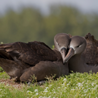 Dos albatros de patas negras acurrucándose