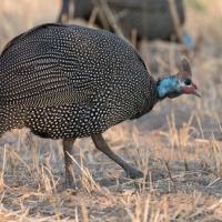 A Helmeted Guineafowl walking across dry grass.