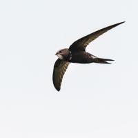 A Common Swift flies across an open, grey sky.