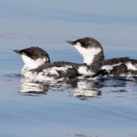 Two Marbled Murrelets in black and white, non-breeding plumage. The birds are floating on the surface of calm water. 