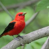 A male Scarlet Tanager perched on a thick branch against a green background.