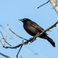 Black bird perched on branch high in a tree with the blue sky in the background