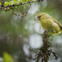 Yellow and white bird perched on tree branch