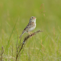 Bairds Sparrow perches on tall grass