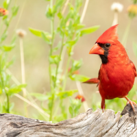 Male Northern Cardinal stands in forefront with wildflowers in the background