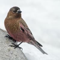 A Brown-capped Rosy-Finch perched on a stone against a snowy background.