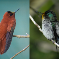A side-by-side image of male and female Juan Fernandez Firecrown hummingbirds. The male is mostly coppery brown while the female is mostly white and green.