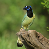 A Green Jay perches on a log with green foliage in the background. The bird's head is black with blue markings and its body is a mix of lime green and yellow.