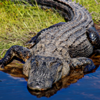 An American Alligator entering shallow water from a bank