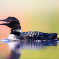 A Common Loon swims through still water, seen from the side, calling with its bill open