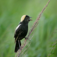 A male Bobolink perches on a stem in a grassland and sings