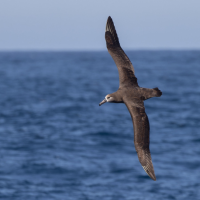 A Black-footed Albatross soars over the open ocean with the horizon in the distance. The bird has long pointed wings and a dark grey body.