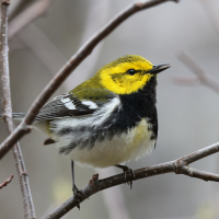 A male Black-throated Green Warbler perched on a bare branch against a dull background.