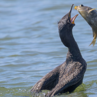 A Double-crested Cormorant tosses a fish it has just caught into the air to swallow it