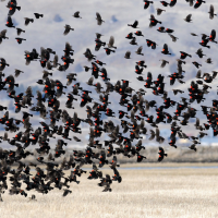 Una gran parvada de tordos sargento y tordos cabeza amarilla volando sobre un campo.
