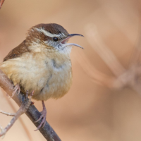 A Carolina Wren sings from a low perch.