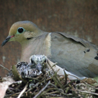 An adult Mourning Dove sits on a nest with one nestling peeking over the top