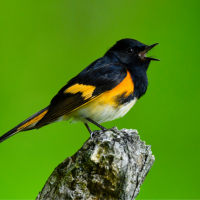 A bright orange and black American Redstart sings from a perch