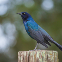 An iridescent black Boat-tailed Grackle perches proudly on post with his large tail on full display.
