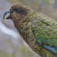 A Kea seen in profile, beak open, showing its glossy olive green plumage