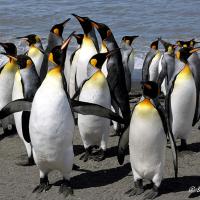 King Penguins gleaming in sunlight as they stand in a group at the water's edge