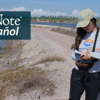 Juanita Fonseca stands in sunlight on the edge of a shrimp farm while she collects data about migrating shorebirds. "BirdNot en Español" appears in the top right corner.