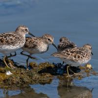 Several Least Sandpipers standing on a low seaweed-covered rock in calm blue water