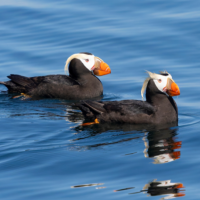 A pair of Tufted Puffins swim in clear blue water