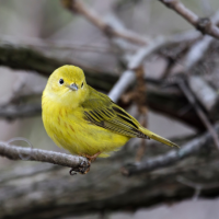 A Northern Yellow Warbler sitting on a grey branch against a grey background.