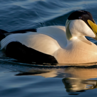 A Common Eider floating on the water in golden sunlight.