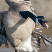A Canada Goose honking in flight. Terrifying.