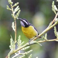 A Bananaquit foraging on a leafy stem against a green background.