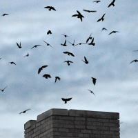 Swifts enter chimney to roost