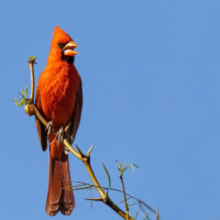 A male Northern Cardinal sings from a high branch. The bird has red feathers, a black face patch, orange bill, and head crest.