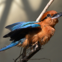 A Guam Kingfisher photographed at the zoo with wings outstretched