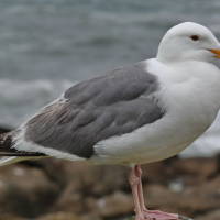 American Herring Gull stands oceanside, water and rocks in the background