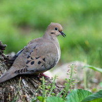 A Mourning Dove standing on a piece of wood against a green background.