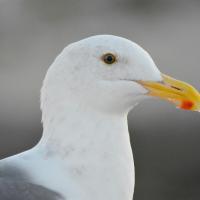 A headshot of an adult American Herring Gull.