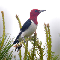 Red-headed Woodpecker 