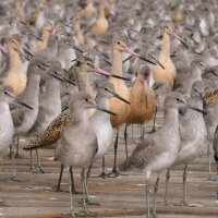 Mixed flock of Willets and Marbled Godwits