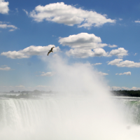 A gull in silhouette over Niagara Falls with blue skies and puffy clouds in the background 