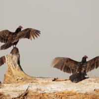 Three Turkey Vultures, wings spread, on a log