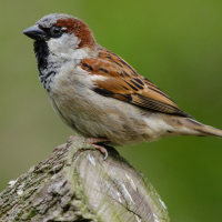 House Sparrow stands on tree stump