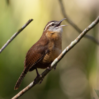 A Carolina Wren sings from a branch softly illuminated in the shade