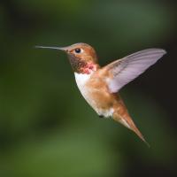 A Rufous Hummingbird
